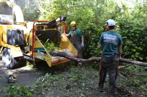 tree services Canyon Lake